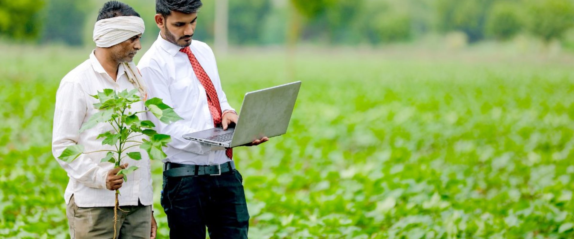 Understanding the Organic Certification Process: A Guide to Sustainable Farming Practices