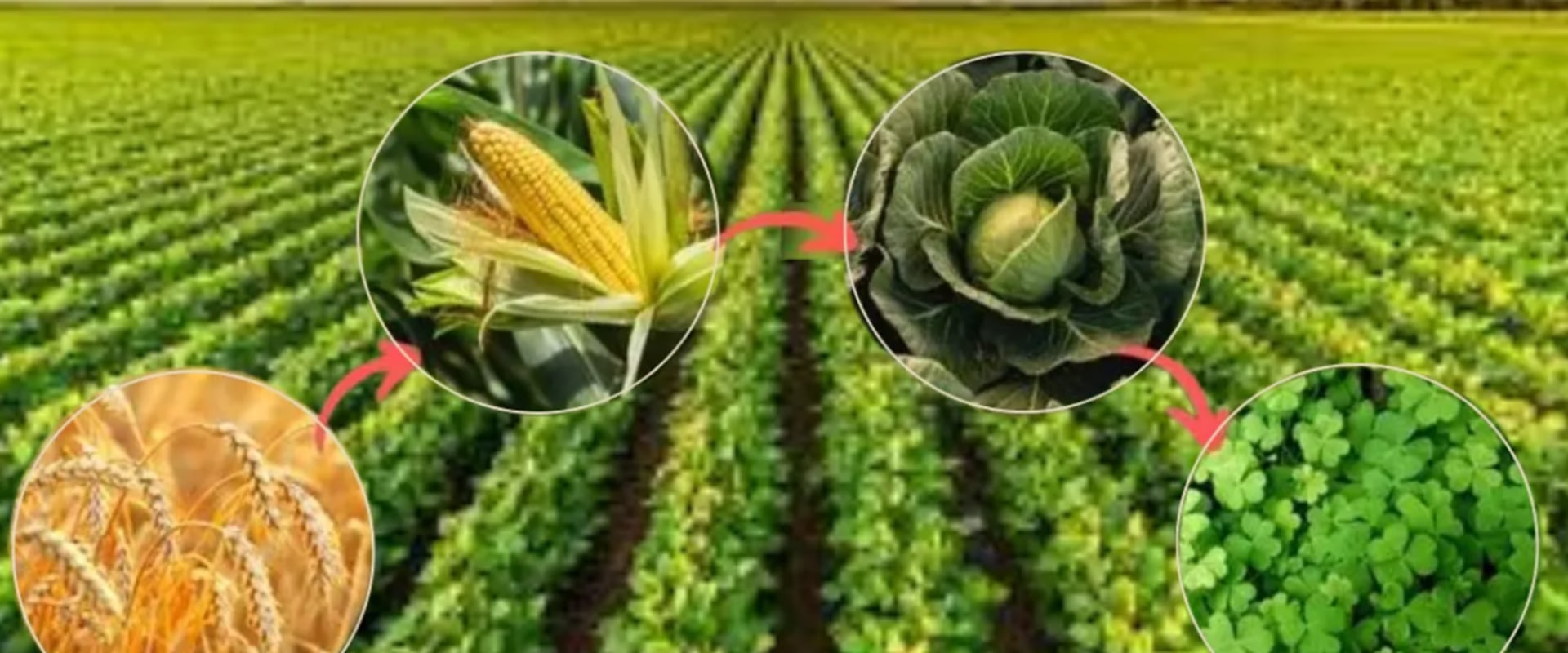 The Power of Crop Rotation: How This Sustainable Farming Practice Benefits Your Palate and the Planet