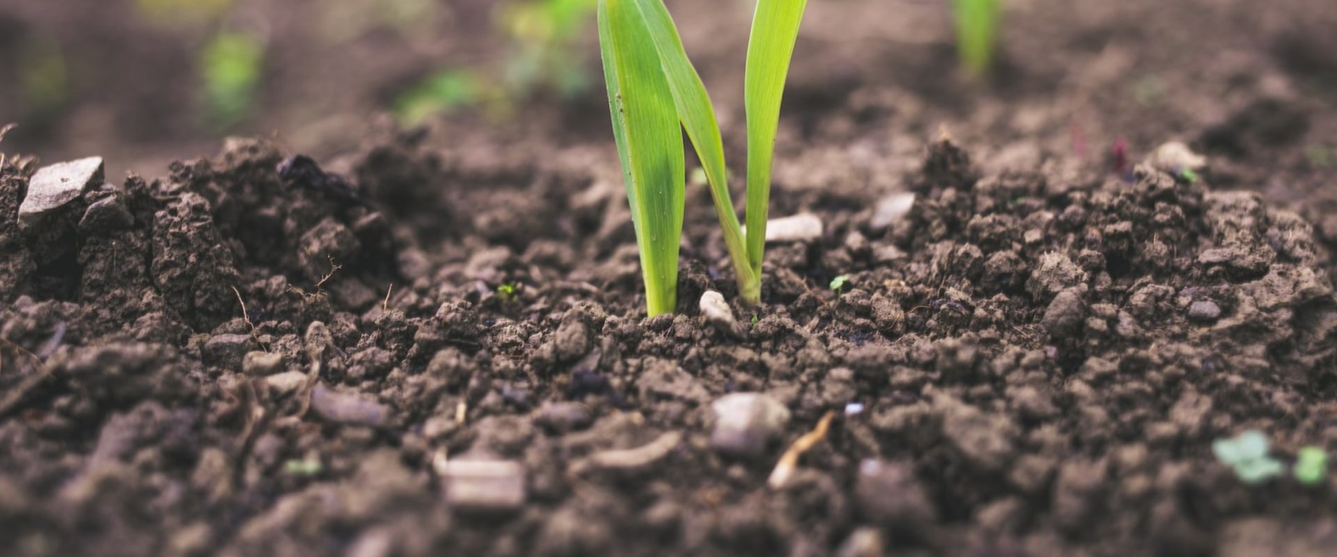 Navigating Regulations and Certifications: Understanding Sustainable Farming and Fresh Ingredients