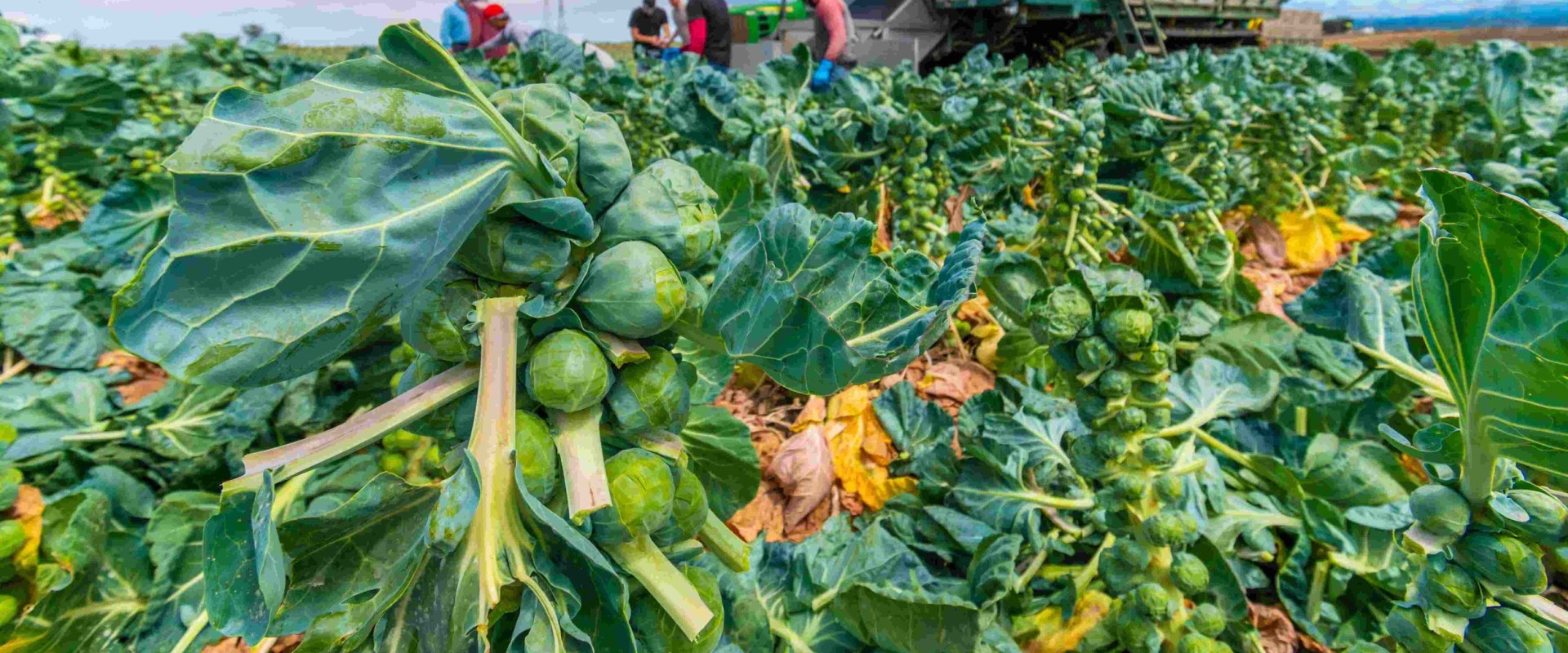 Promoting Food Security: Understanding the Farm-to-Table Difference