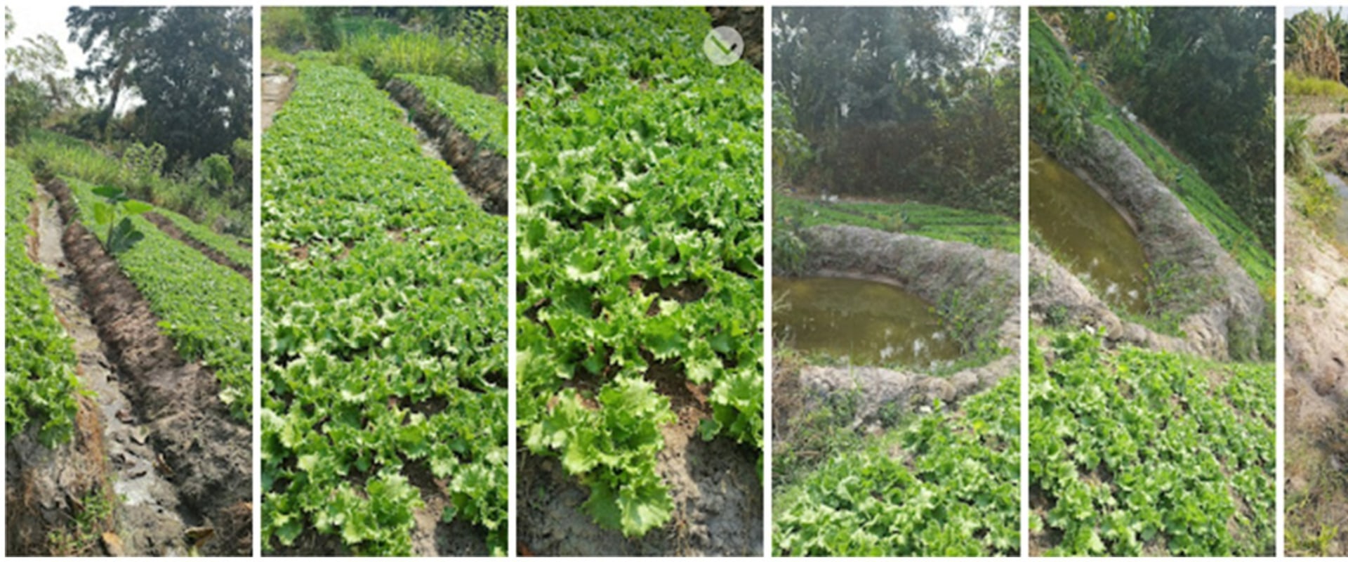 Methods for Reducing Water Usage: Tips for Sustainable Farming and Farm-to-Table Experiences