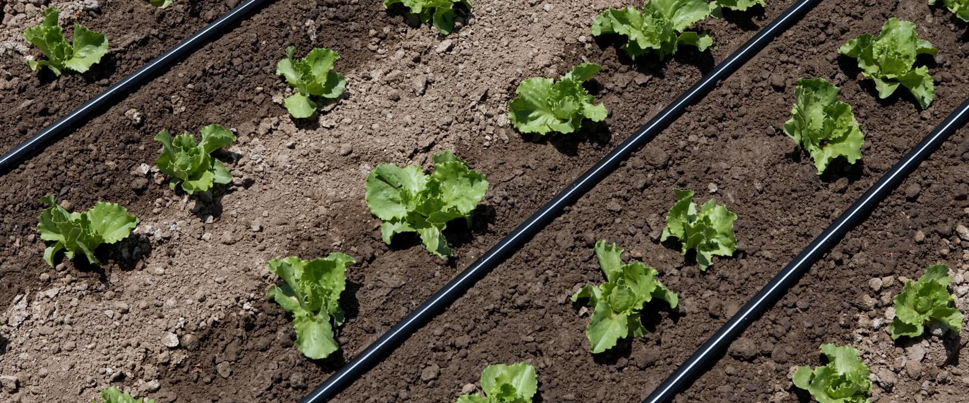 Irrigation Techniques: Maximizing Farm-to-Table Difference