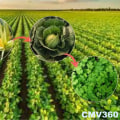 The Power of Crop Rotation: How This Sustainable Farming Practice Benefits Your Palate and the Planet