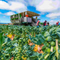 Healthy Dishes Using Local Ingredients: The Farm-to-Table Difference