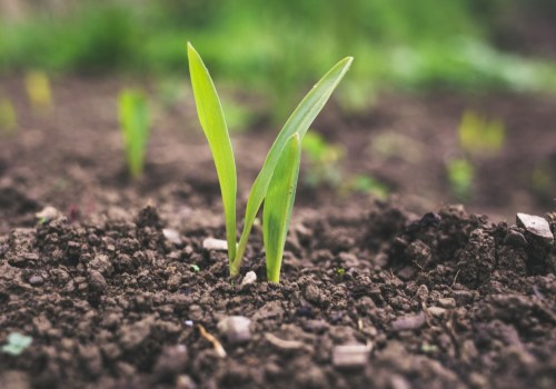 Navigating Regulations and Certifications: Understanding Sustainable Farming and Fresh Ingredients