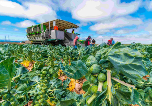 Supporting Local Economy through Farm-to-Table Dining