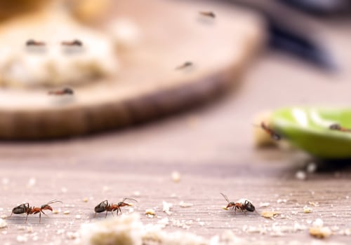Preventing Pest Infestations