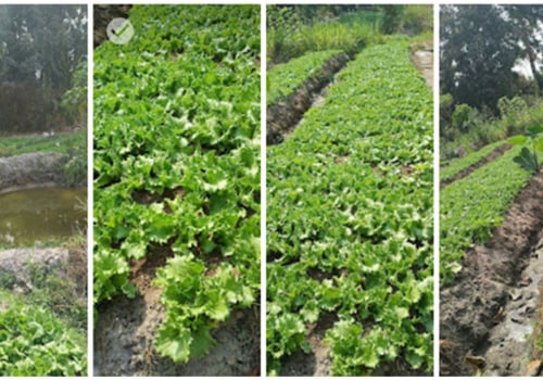 Methods for Reducing Water Usage: Tips for Sustainable Farming and Farm-to-Table Experiences